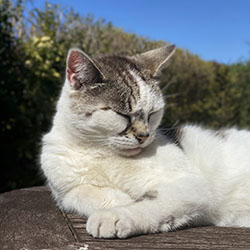 White and black cat laying down