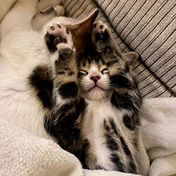 Tabby kitten stretching legs