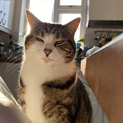 Tabby cat sitting down